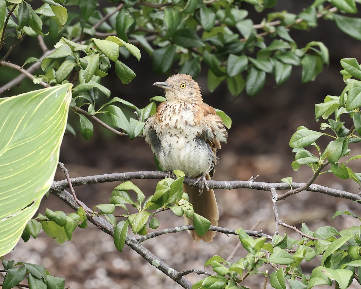 Brown Thrasher - ML621815881