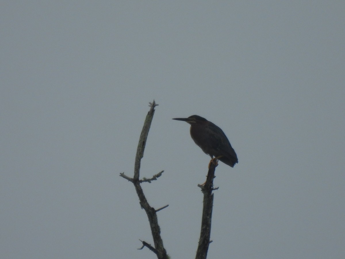 Green Heron - ML621815885