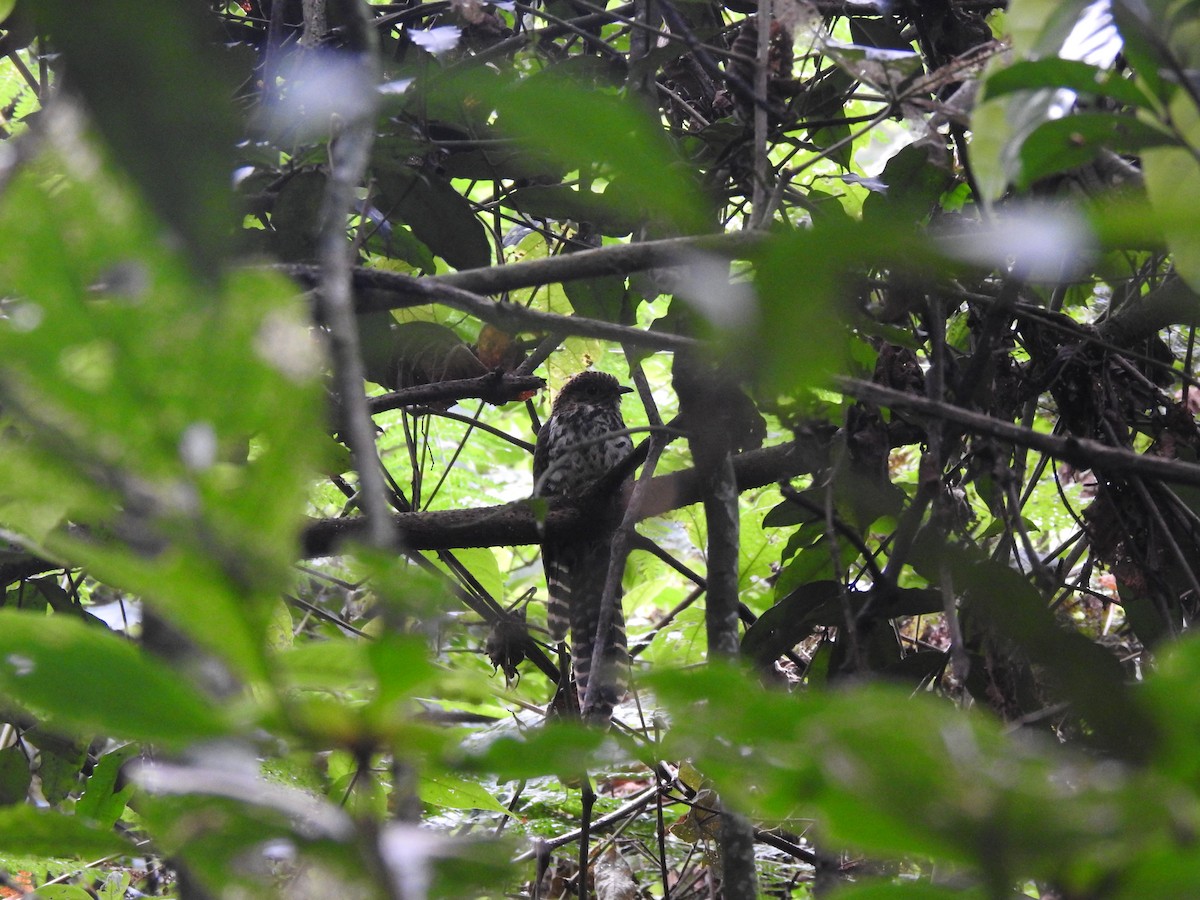 Barred Long-tailed Cuckoo - ML621815890