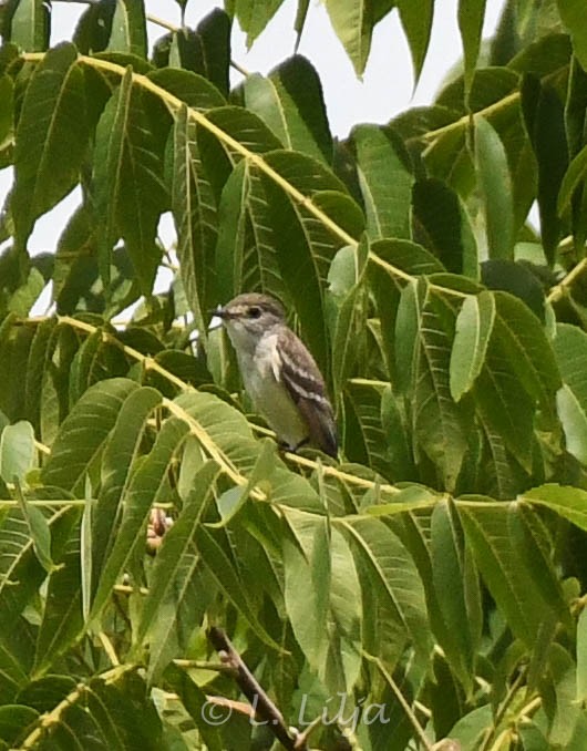 Willow Flycatcher - Lorri Lilja