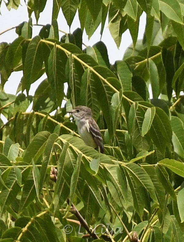 Willow Flycatcher - ML621815894