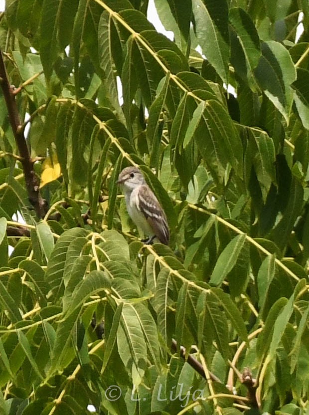 Willow Flycatcher - ML621815895