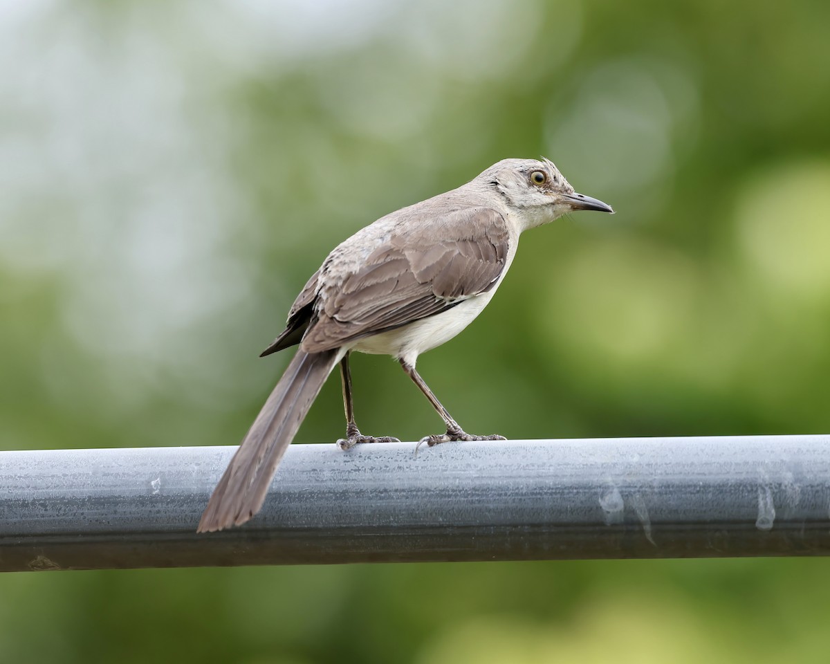 Northern Mockingbird - ML621815907