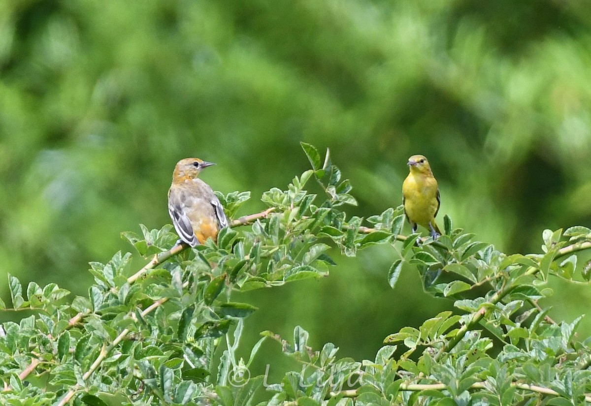 Baltimore Oriole - ML621815925