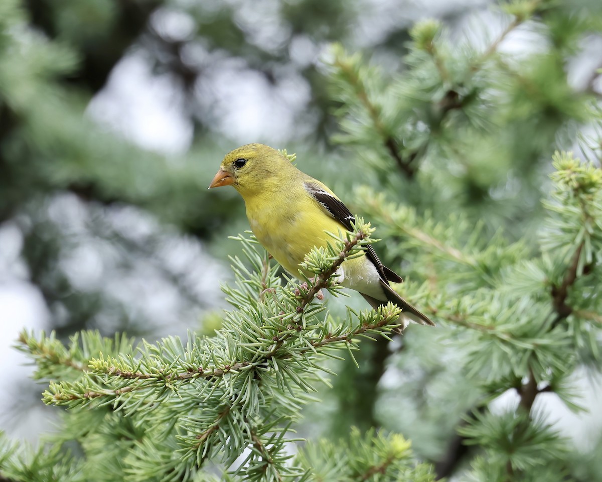 American Goldfinch - ML621815927