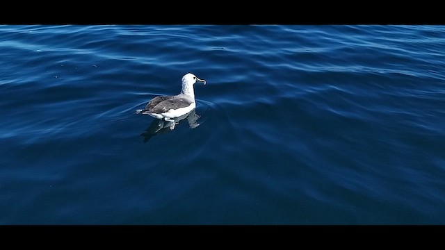 Atlantic Yellow-nosed Albatross - ML621815942