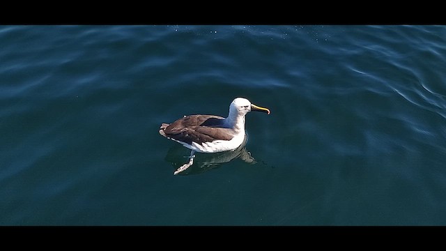 Atlantic Yellow-nosed Albatross - ML621815943