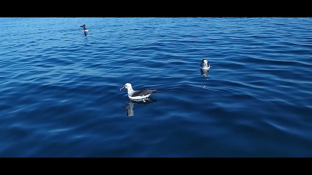 Atlantic Yellow-nosed Albatross - ML621815945