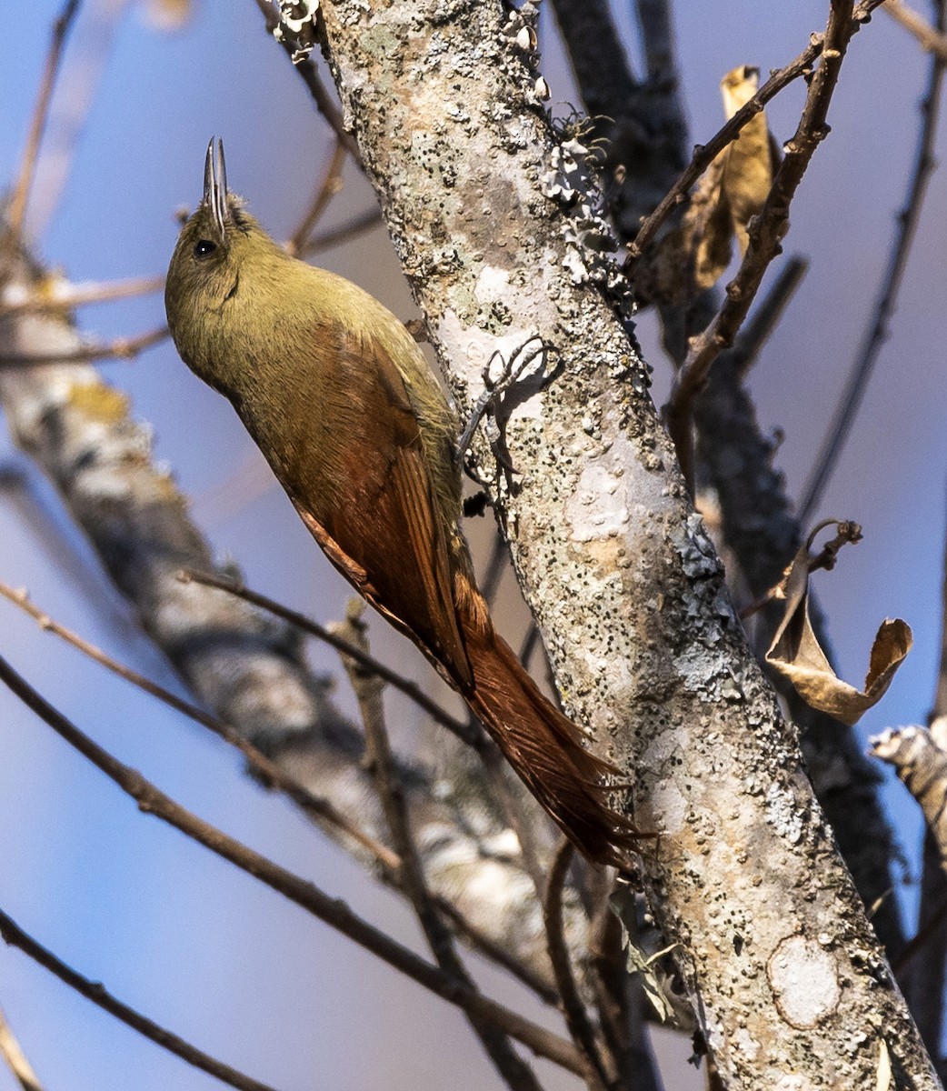 Olivaceous Woodcreeper - ML621815968