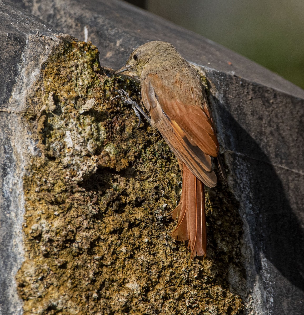 Olivaceous Woodcreeper - ML621815969