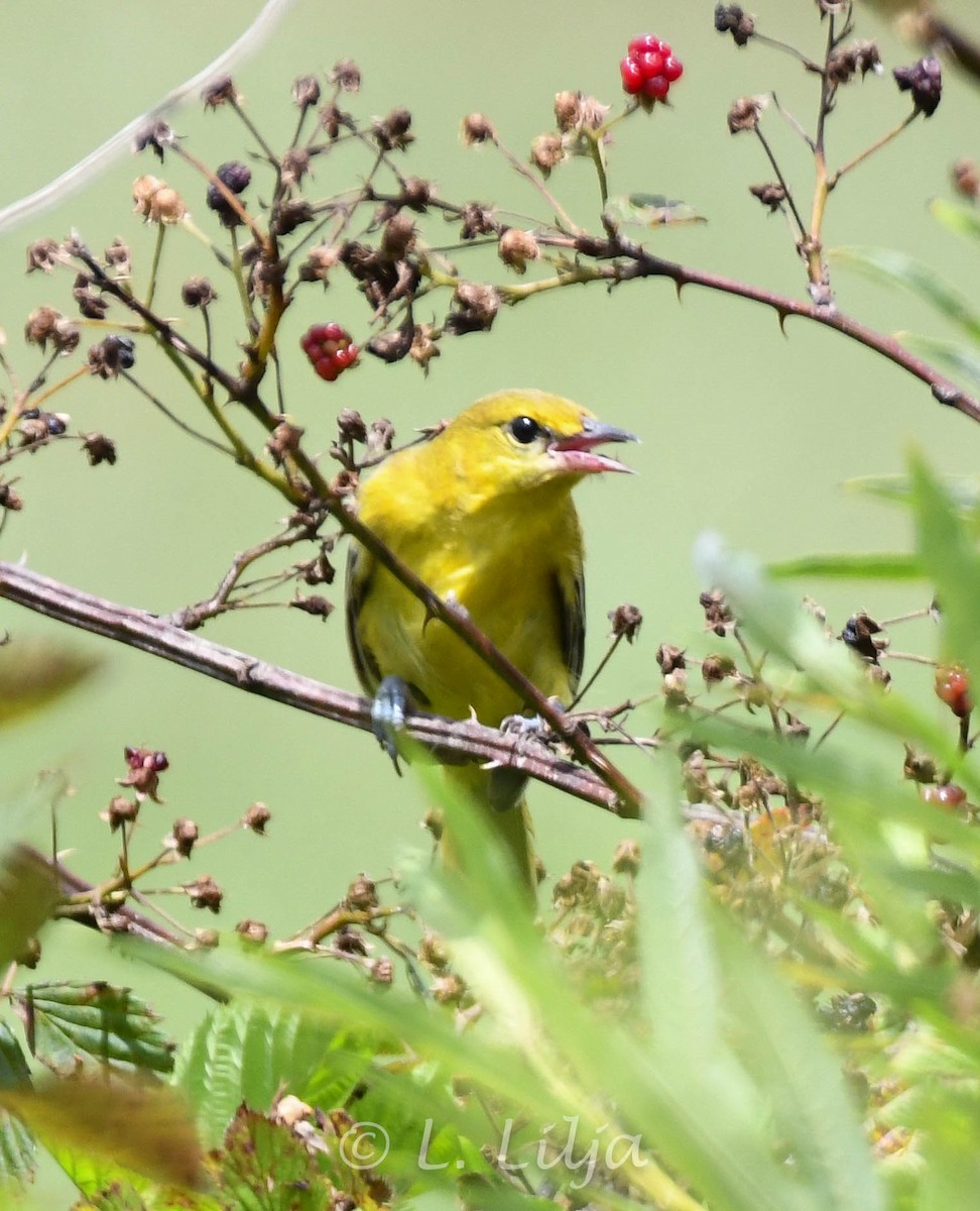 Orchard Oriole - ML621815982