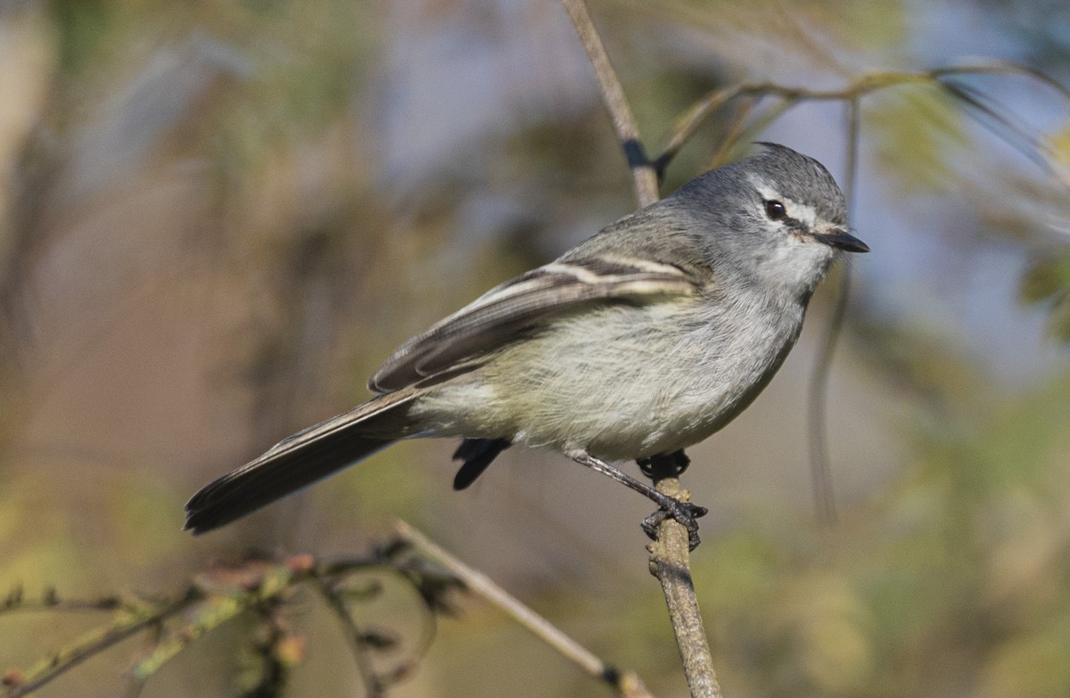 Straneck's Tyrannulet - ML621816010