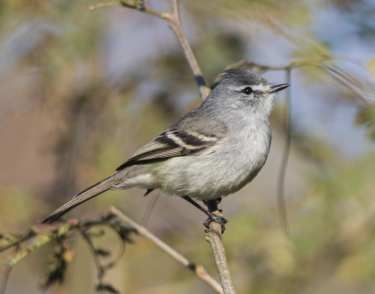 Straneck's Tyrannulet - ML621816011