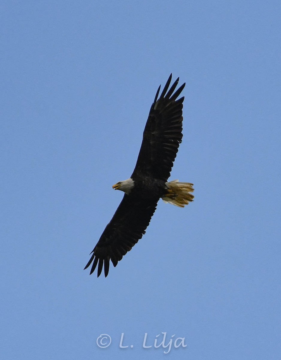 Bald Eagle - ML621816027