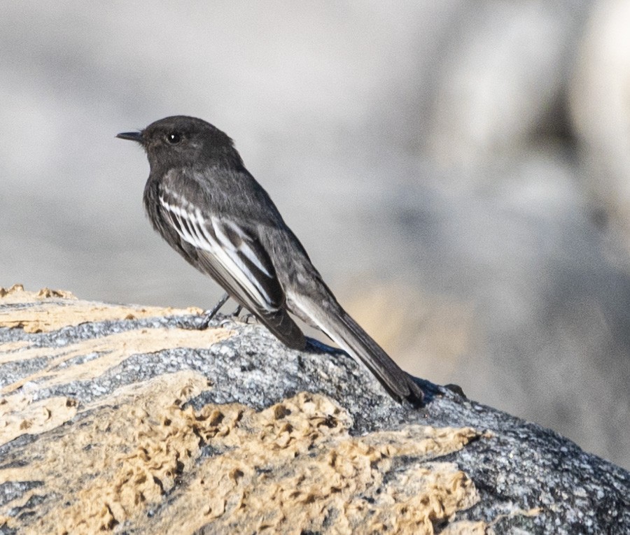 Black Phoebe - ML621816032