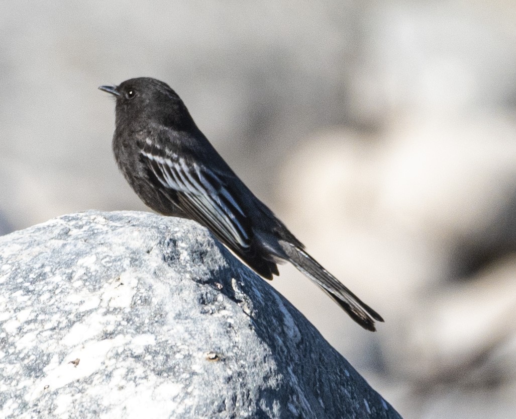 Black Phoebe - ML621816033