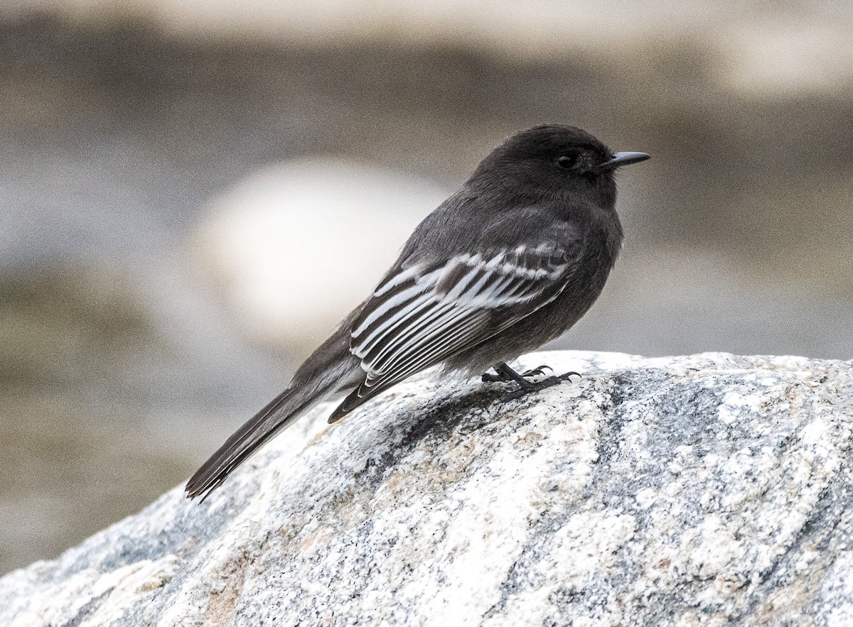 Black Phoebe - ML621816034