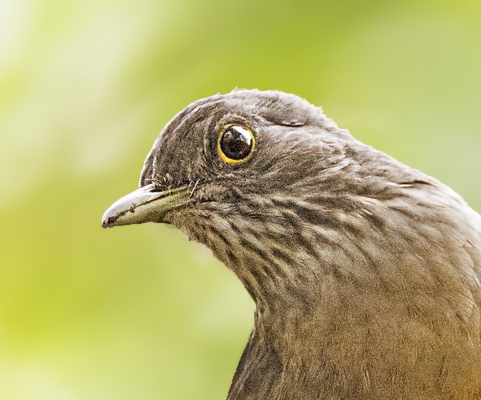 Rufous-bellied Thrush - Daniel Luciano