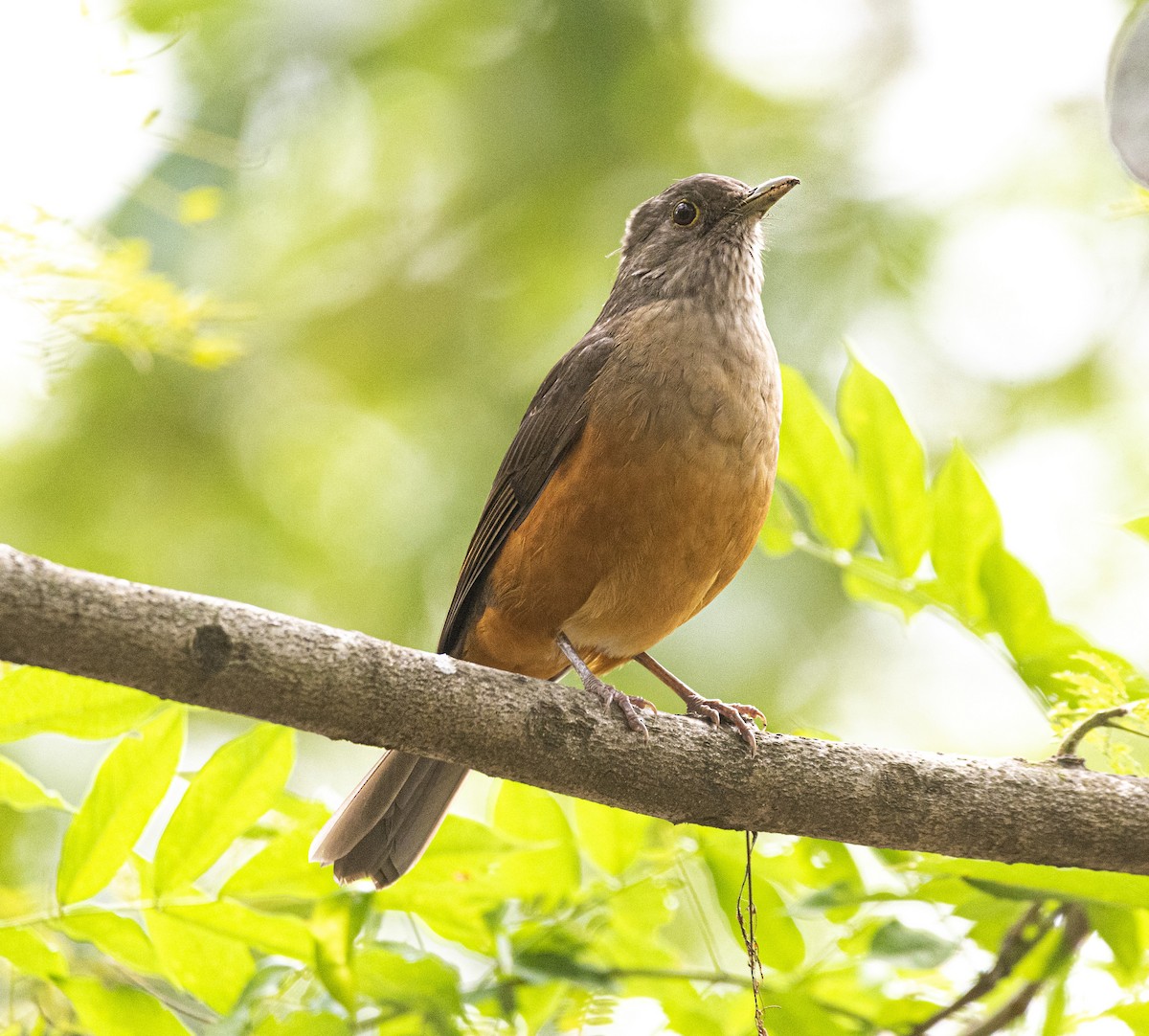 Rufous-bellied Thrush - Daniel Luciano