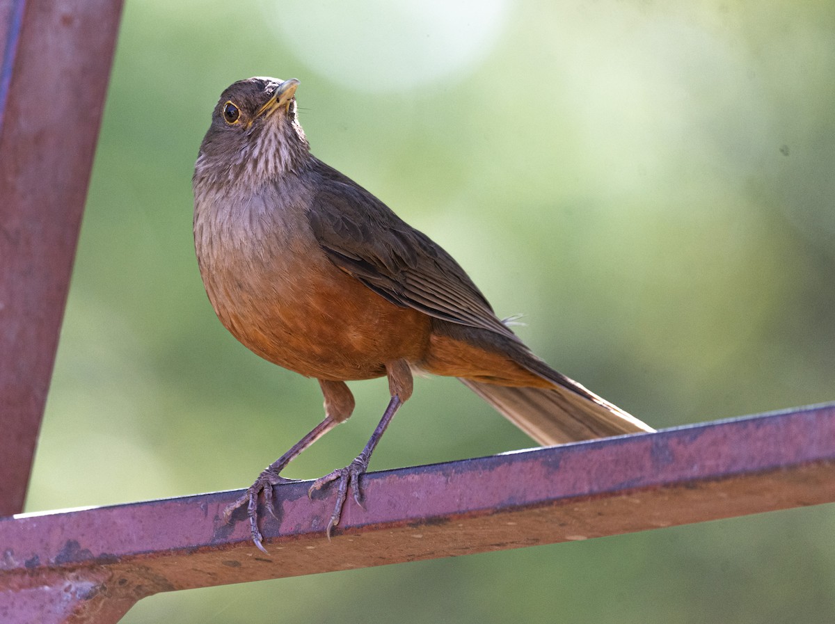 Rufous-bellied Thrush - ML621816047