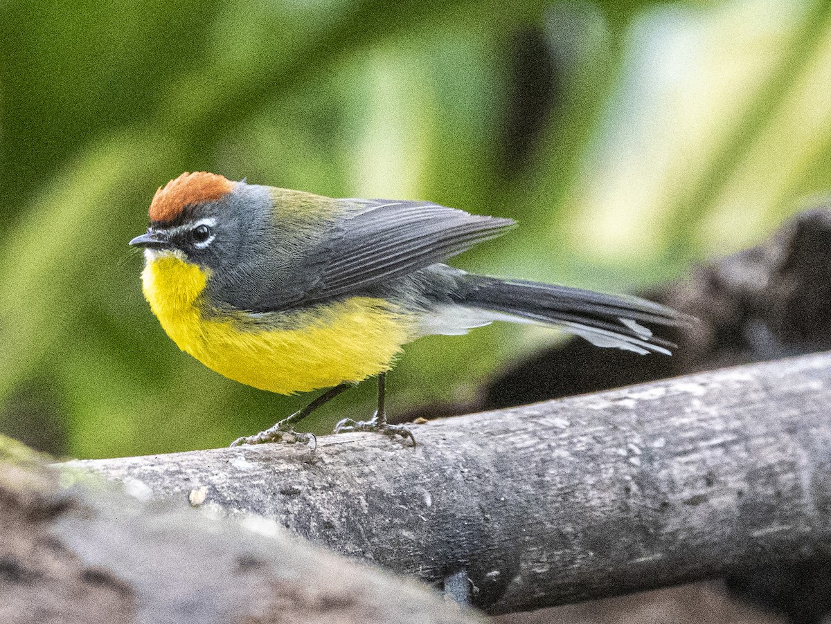 Brown-capped Redstart - ML621816062