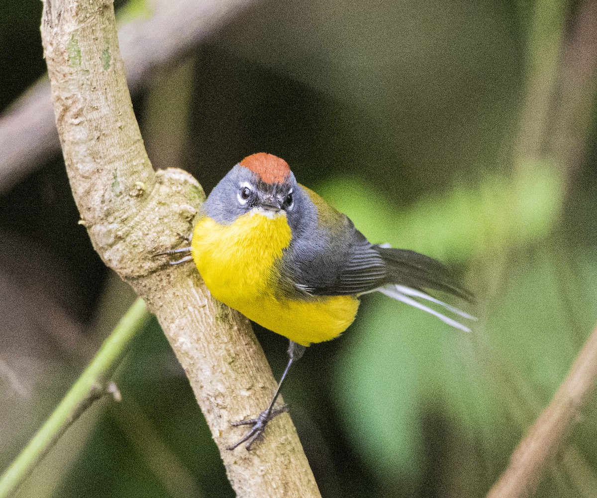 Brown-capped Redstart - ML621816064