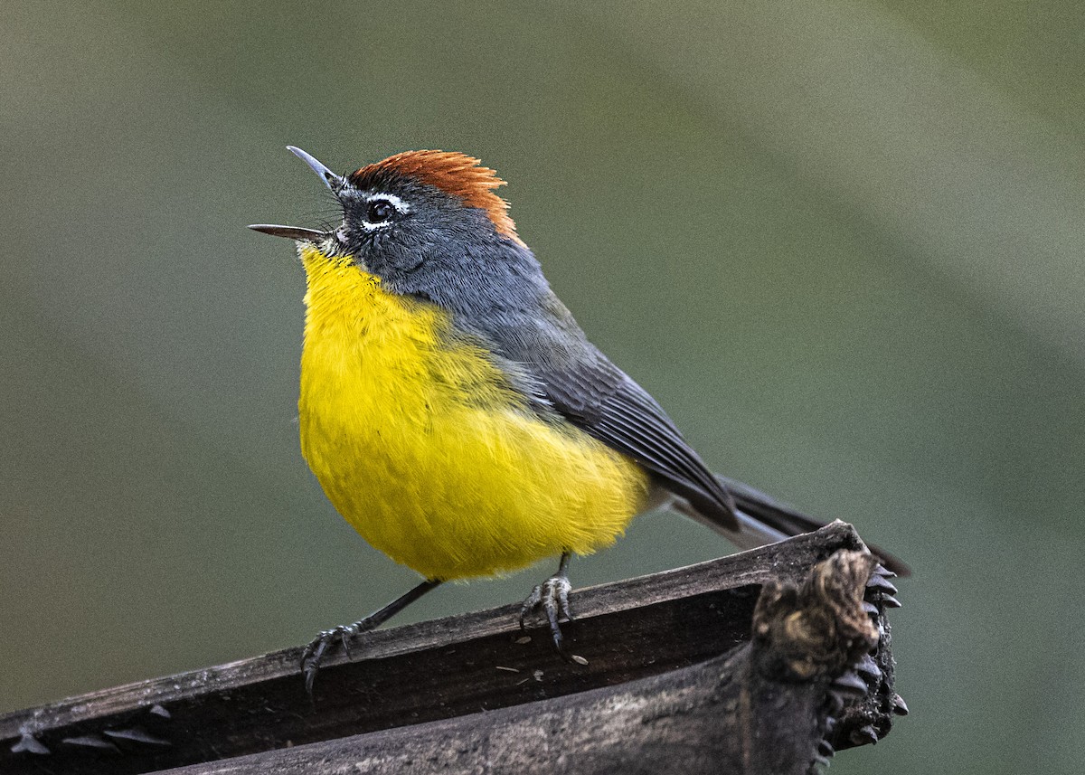 Brown-capped Redstart - ML621816066