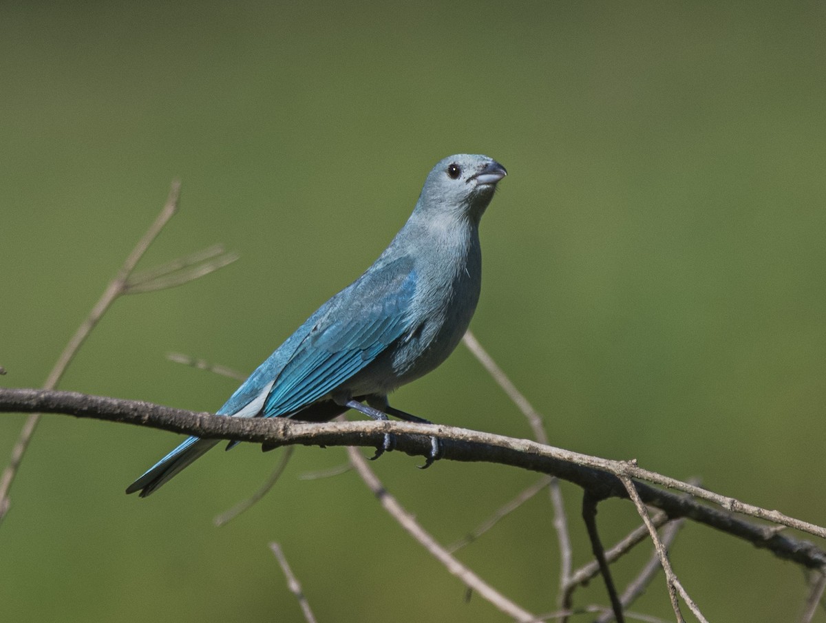 Sayaca Tanager - ML621816097