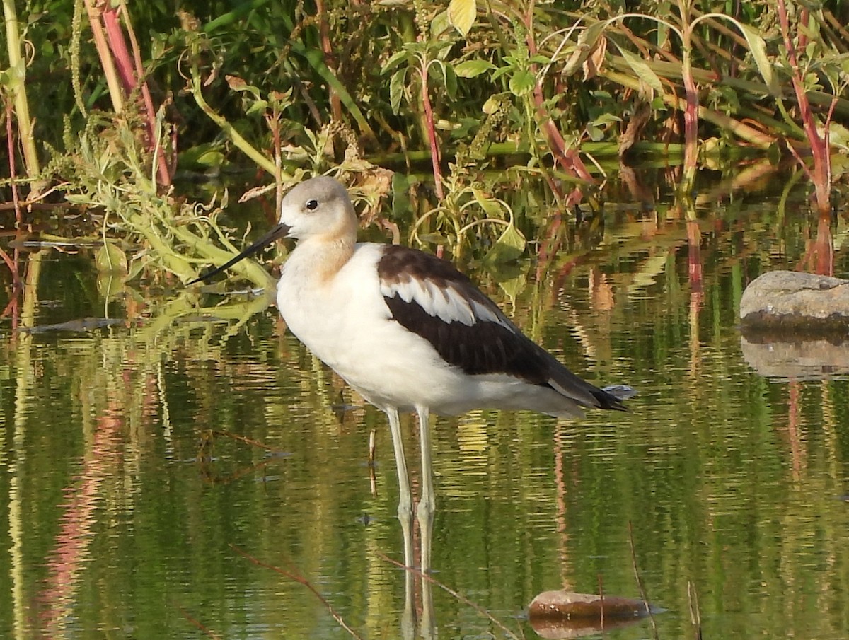 Avoceta Americana - ML621816103