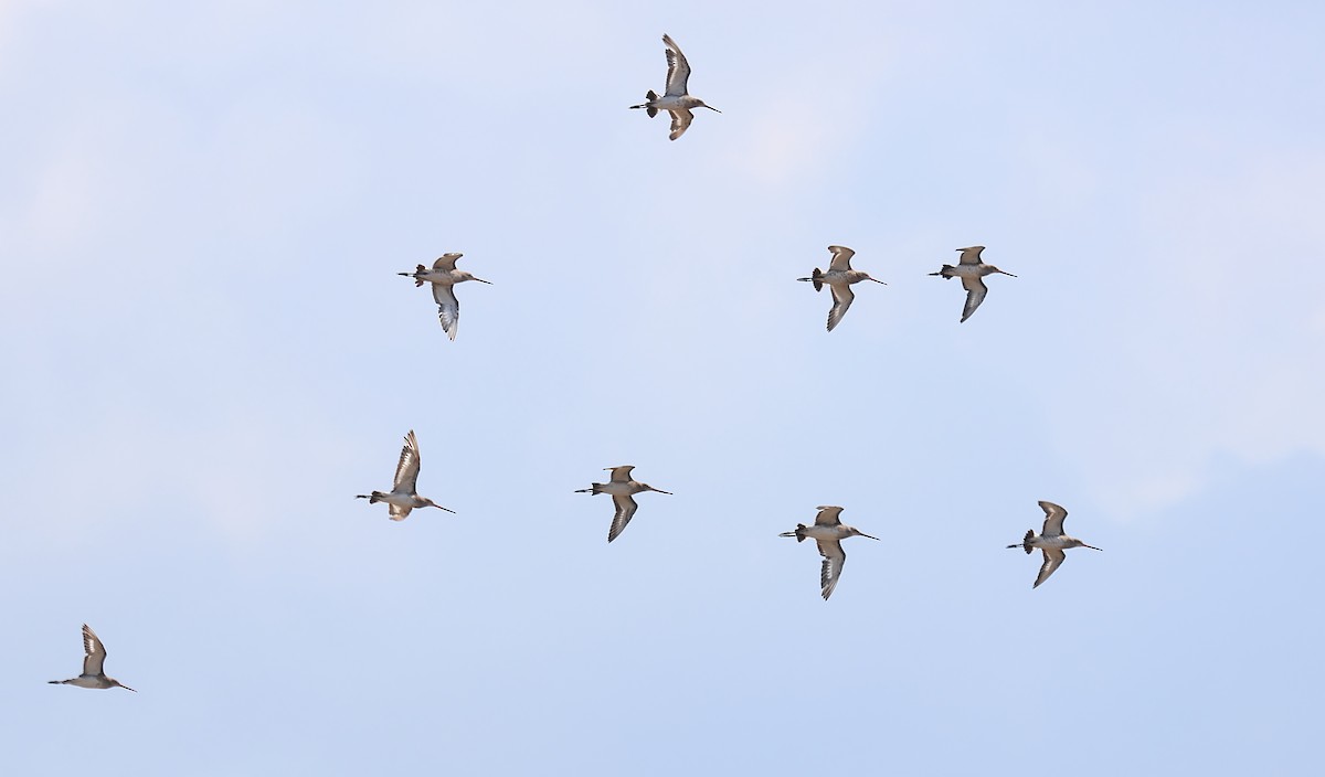 Black-tailed Godwit (European) - ML621816111