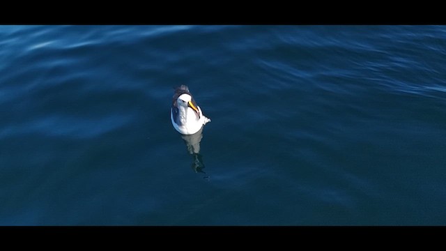 Atlantic Yellow-nosed Albatross - ML621816117