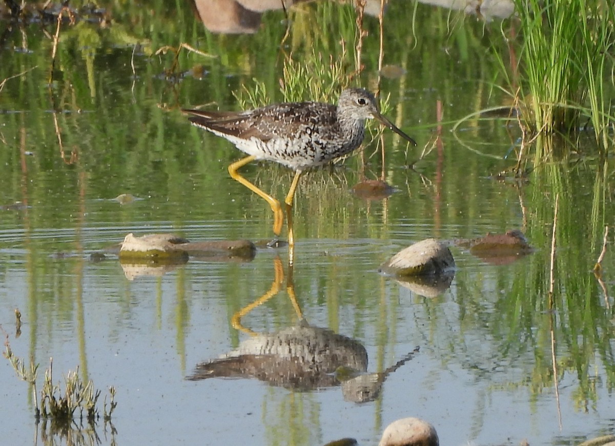 Greater Yellowlegs - ML621816119