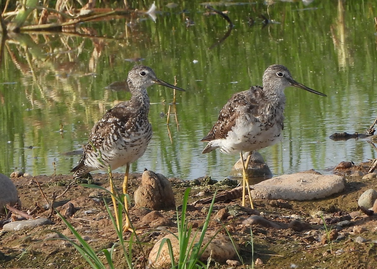 Greater Yellowlegs - ML621816126