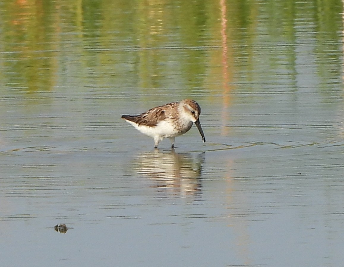 Western Sandpiper - ML621816135