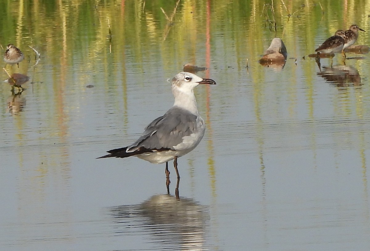 Laughing Gull - ML621816142