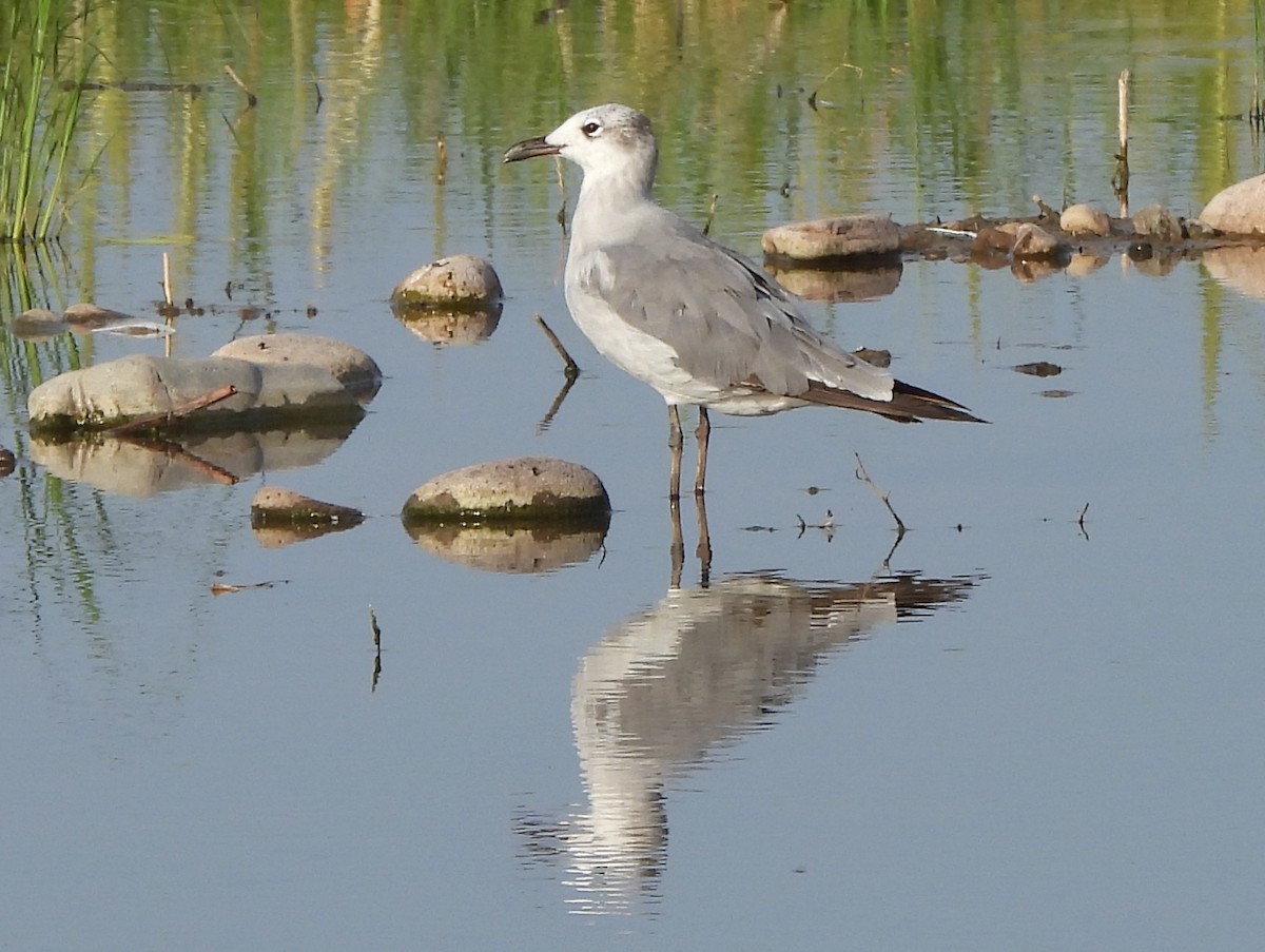 Laughing Gull - ML621816143