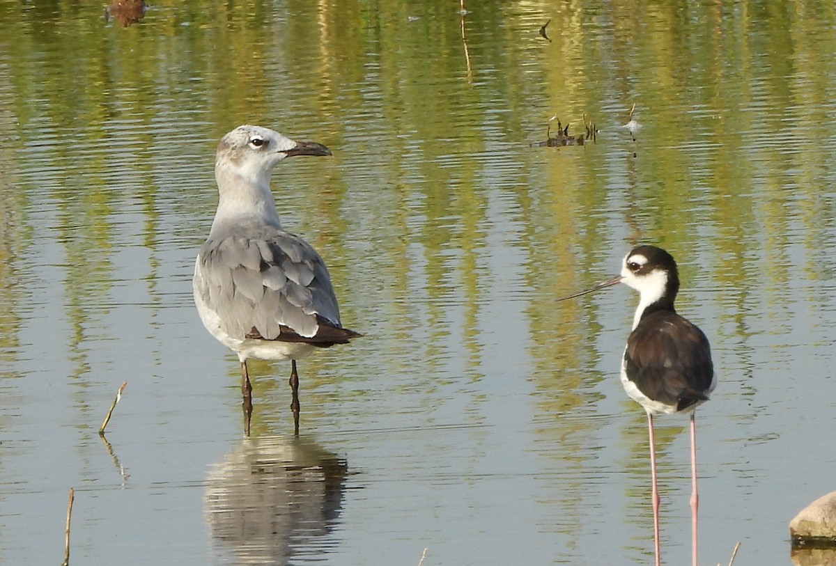 Laughing Gull - ML621816153