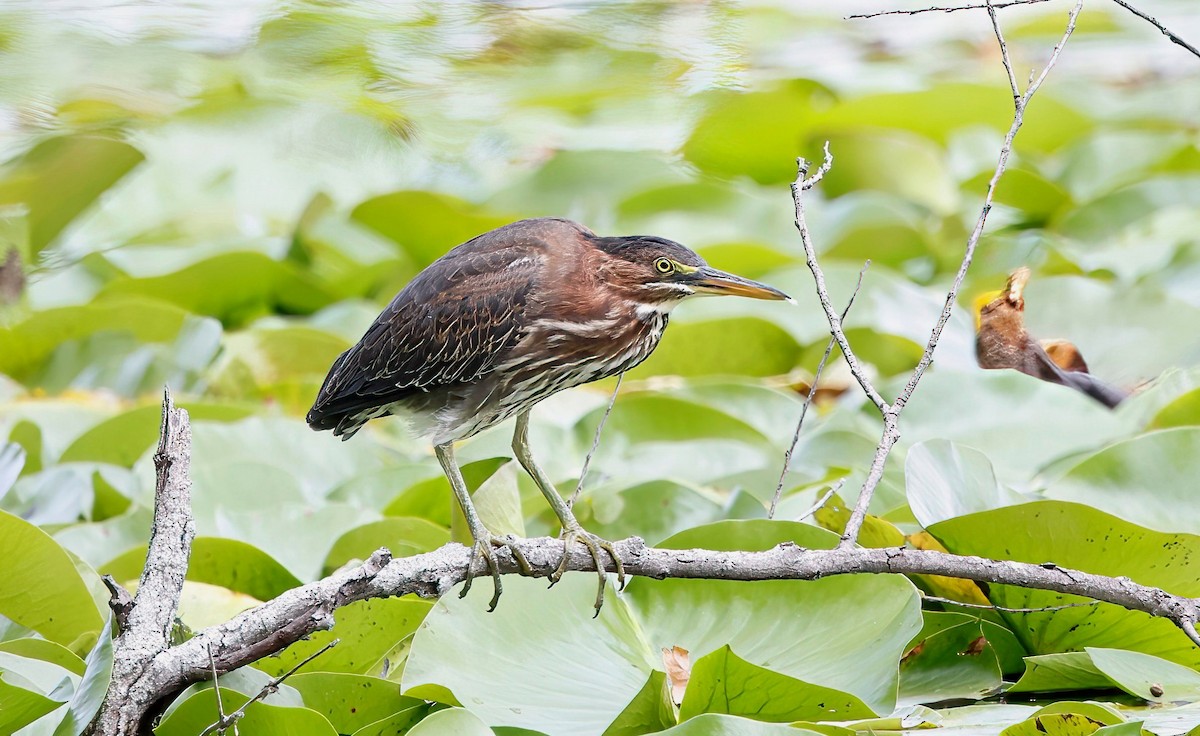 Green Heron - ML621816157