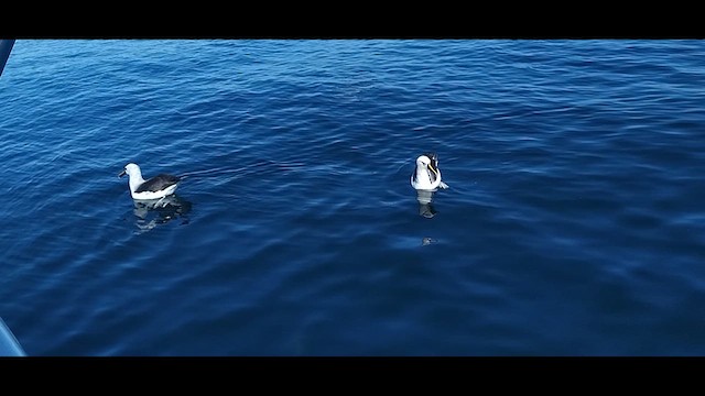 Atlantic Yellow-nosed Albatross - ML621816159