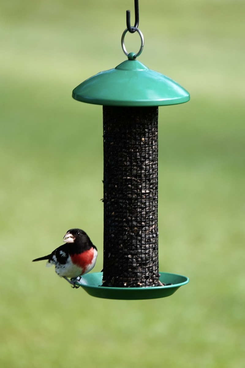 Rose-breasted Grosbeak - ML621816164