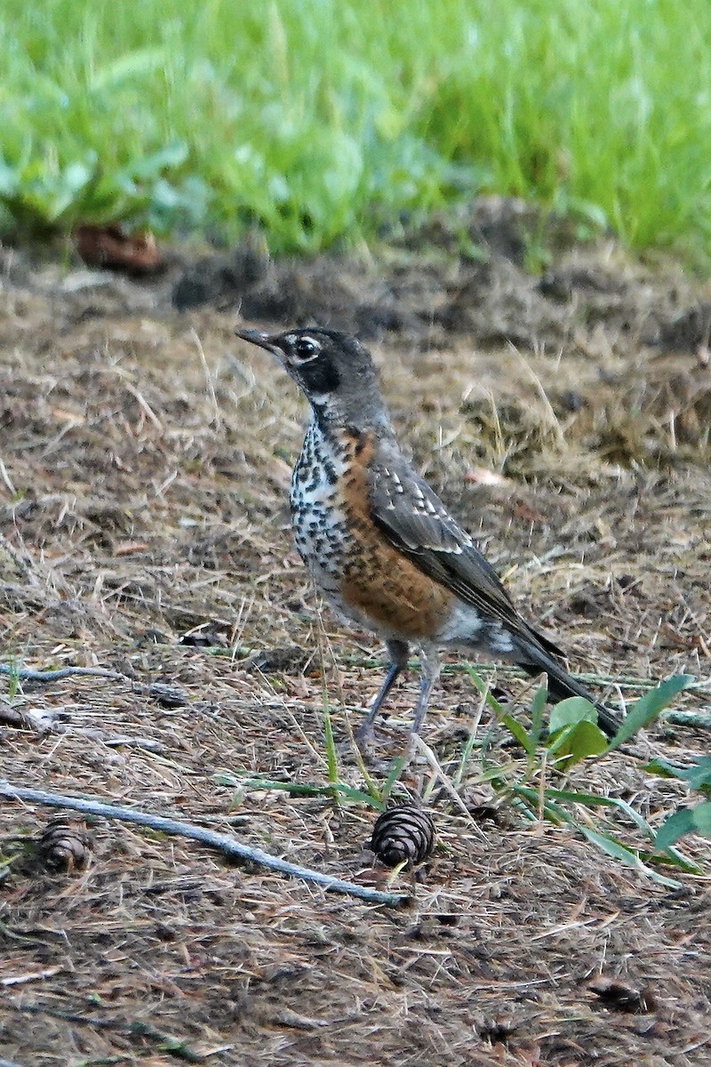 American Robin - ML621816169