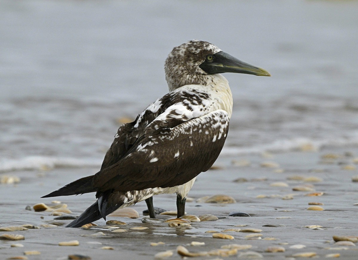 Masked Booby - ML621816172