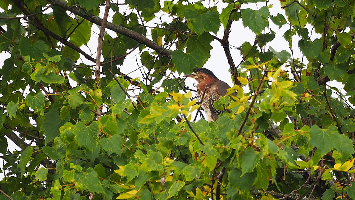 Green Heron - ML621816325