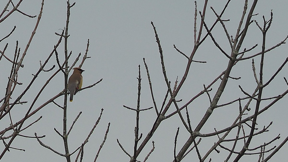 Cedar Waxwing - ML621816335