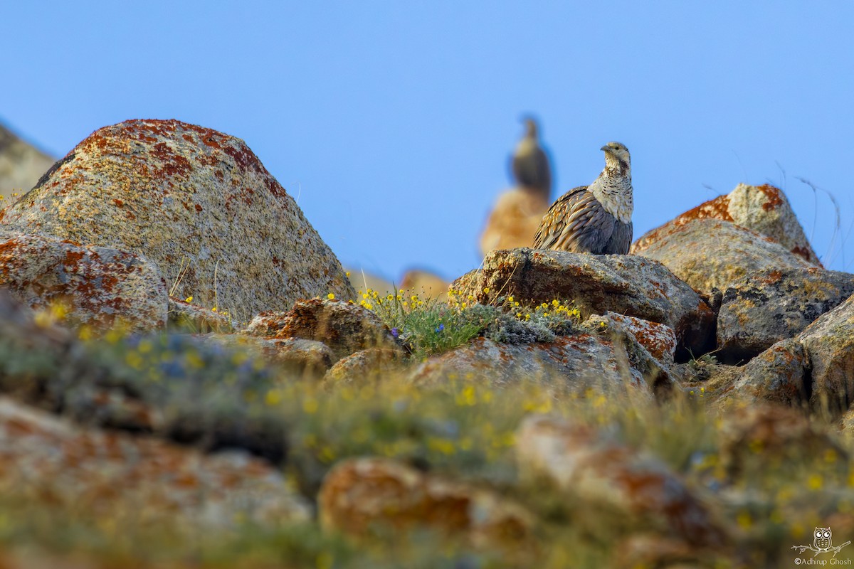 Himalayan Snowcock - ML621816343