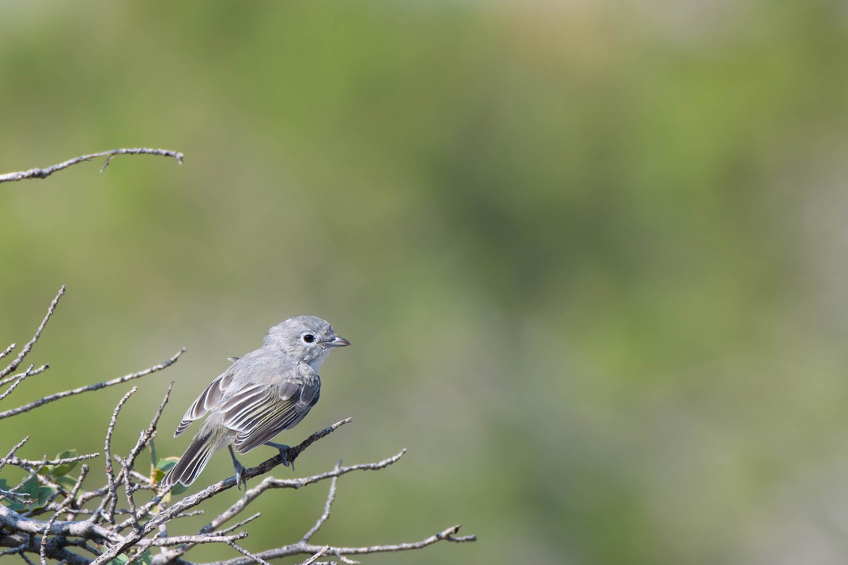 Gray Vireo - ML621816352