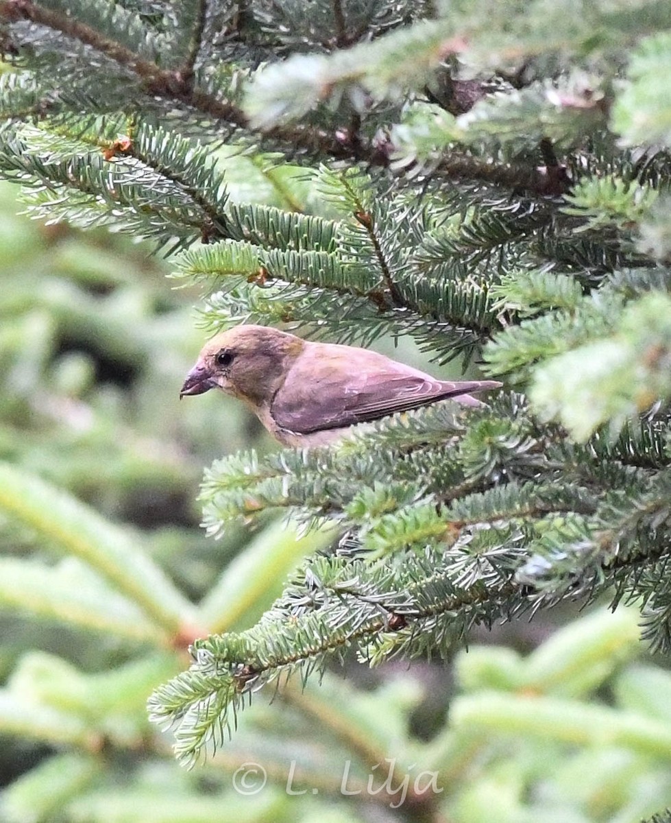 Red Crossbill - ML621816356