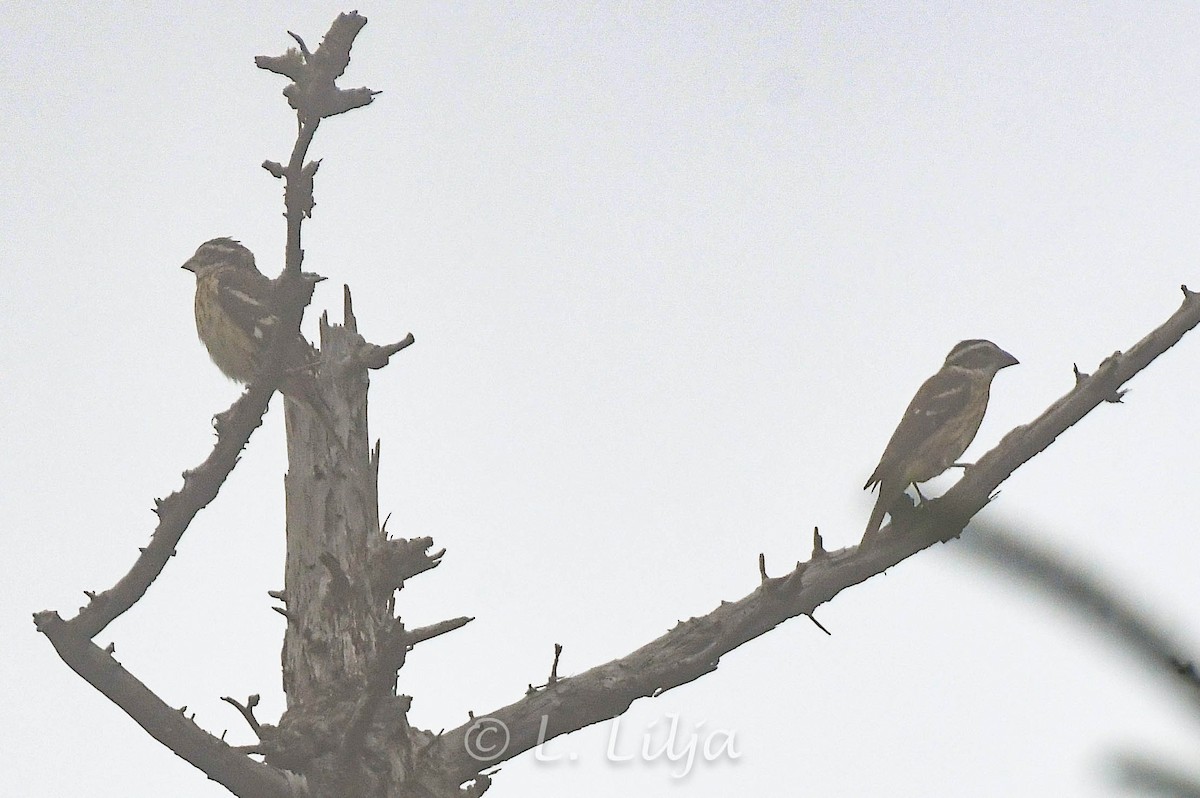 Rose-breasted Grosbeak - ML621816360