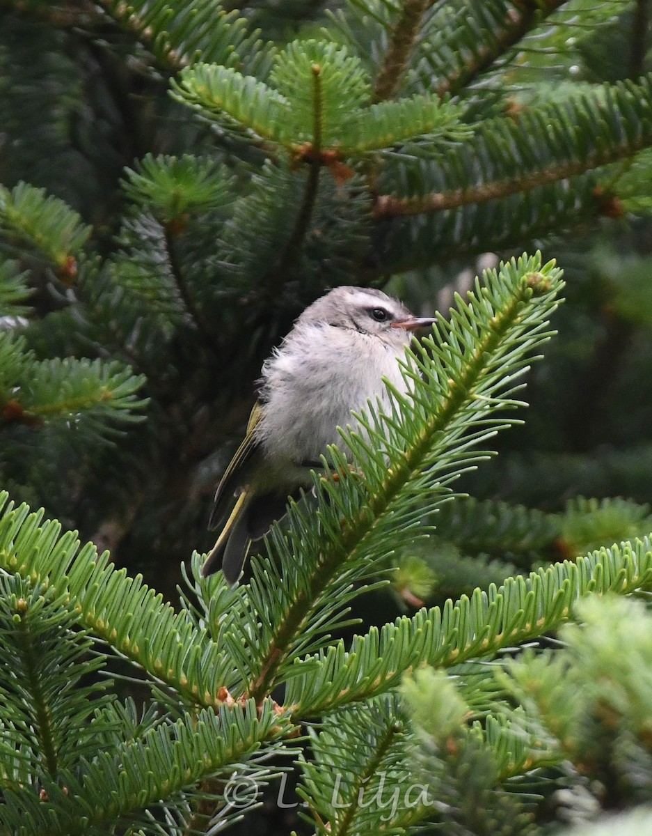 Golden-crowned Kinglet - ML621816388