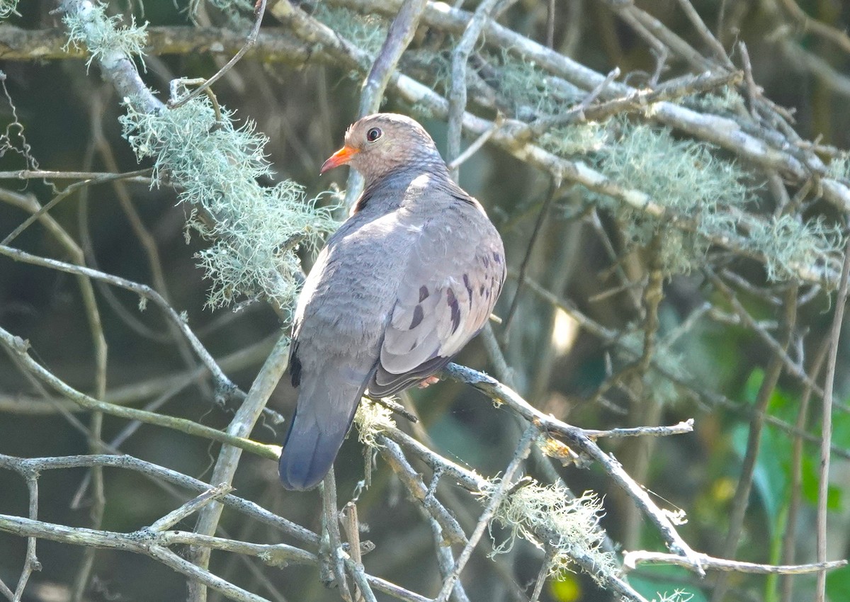 Common Ground Dove - M Wannamaker